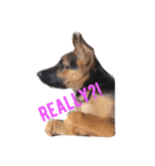 Hope the Dog（個別スタンプ：7）
