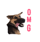 Hope the Dog（個別スタンプ：8）