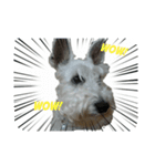 tweety's dog part 2（個別スタンプ：1）