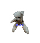 tweety's dog part 2（個別スタンプ：5）