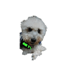 tweety's dog part 2（個別スタンプ：6）