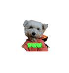 tweety's dog part 2（個別スタンプ：7）