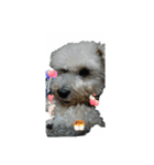 tweety's dog part 2（個別スタンプ：8）