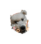 tweety's dog part 2（個別スタンプ：9）