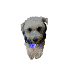 tweety's dog part 2（個別スタンプ：10）