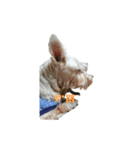 tweety's dog part 2（個別スタンプ：12）