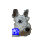 tweety's dog part 2（個別スタンプ：13）