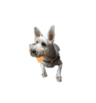tweety's dog part 2（個別スタンプ：15）