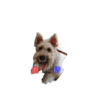 tweety's dog part 2（個別スタンプ：16）