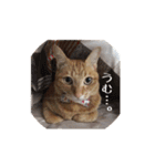 うちの猫 うみの写真スタンプ 第2弾（個別スタンプ：3）