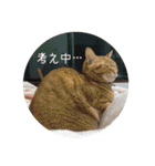 うちの猫 うみの写真スタンプ 第2弾（個別スタンプ：5）