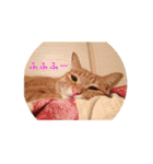 うちの猫 うみの写真スタンプ 第2弾（個別スタンプ：16）