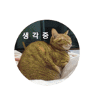 うちの猫 うみの写真スタンプ【韓国語版】2（個別スタンプ：4）