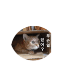 うちの猫 うみの写真スタンプ【韓国語版】2（個別スタンプ：12）