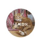 うちの猫 うみの写真スタンプ【韓国語版】2（個別スタンプ：31）