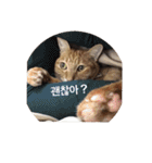 うちの猫 うみの写真スタンプ【韓国語版】2（個別スタンプ：32）