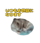 はなまるぺんぺん、時々だいきち2（個別スタンプ：12）