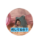 ハムちゃんスタンプ2（個別スタンプ：1）