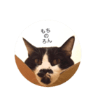 白黒ねこのごろーさん②（個別スタンプ：3）