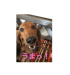 愛犬サン君2（個別スタンプ：1）