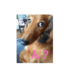 愛犬サン君2（個別スタンプ：2）