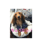 愛犬サン君2（個別スタンプ：3）