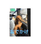 愛犬サン君2（個別スタンプ：4）