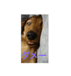 愛犬サン君2（個別スタンプ：8）