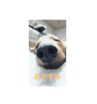愛犬サン君2（個別スタンプ：11）
