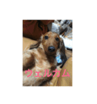 愛犬サン君2（個別スタンプ：13）