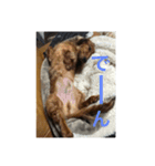 愛犬サン君2（個別スタンプ：15）