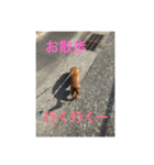 愛犬サン君2（個別スタンプ：16）