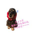 Englishcockerspaniel  happy days（個別スタンプ：3）