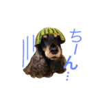 Englishcockerspaniel  happy days（個別スタンプ：5）