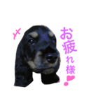 Englishcockerspaniel  happy days（個別スタンプ：6）