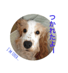 Englishcockerspaniel  happy days（個別スタンプ：7）