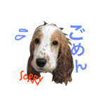 Englishcockerspaniel  happy days（個別スタンプ：9）