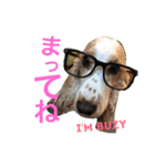 Englishcockerspaniel  happy days（個別スタンプ：10）