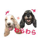 Englishcockerspaniel  happy days（個別スタンプ：12）