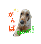 Englishcockerspaniel  happy days（個別スタンプ：13）