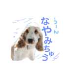 Englishcockerspaniel  happy days（個別スタンプ：14）