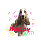 Englishcockerspaniel  happy days（個別スタンプ：21）