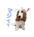 Englishcockerspaniel  happy days（個別スタンプ：22）