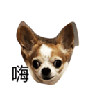 Chu chu  chihuahua（個別スタンプ：1）