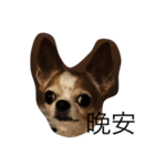 Chu chu  chihuahua（個別スタンプ：3）