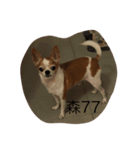 Chu chu  chihuahua（個別スタンプ：7）