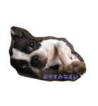 ふじぱ（個別スタンプ：2）