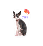 ふじぱ（個別スタンプ：12）