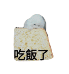 DiDi family everyday 1（個別スタンプ：15）