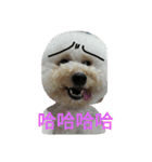 DiDi family everyday 1（個別スタンプ：17）
